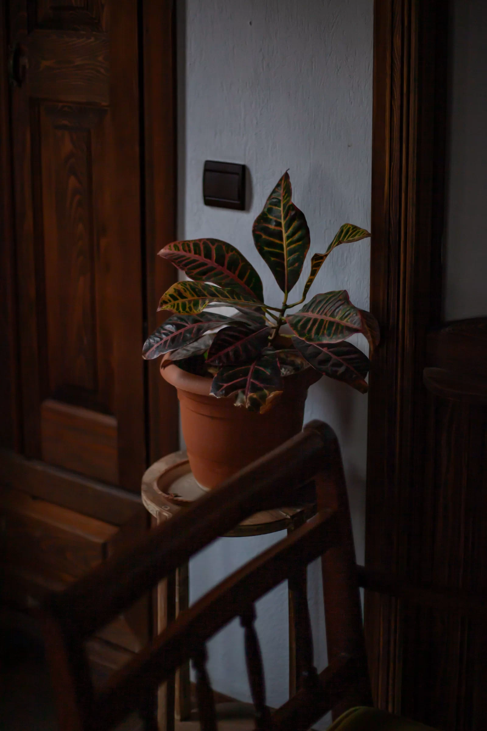 House Plants1.jpg